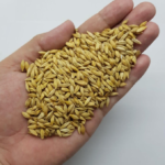 Barley - Image 2