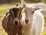 Goats - Image 2