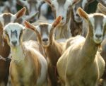 Goats