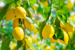 Fresh Lemons - Image 3