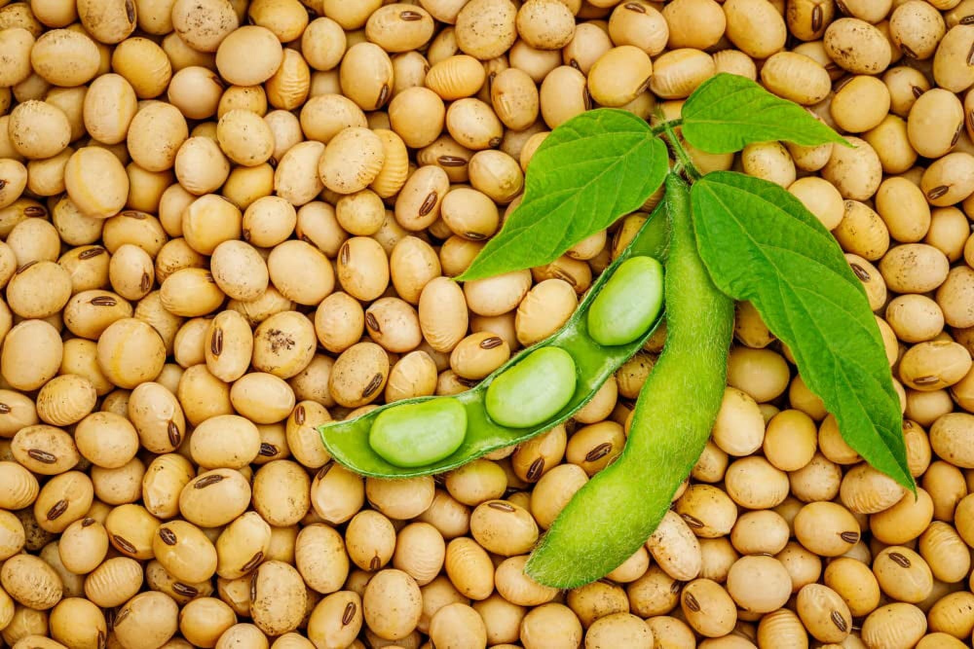 5 (1) Soybeans - Image 1