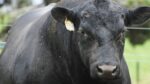 Bulls - Image 2