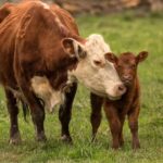 Cows