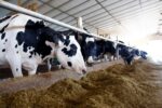 Dairy Cattle - Image 2