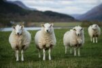 Sheep - Image 2