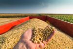 Soybeans - Image 2