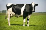 Cows - Image 2