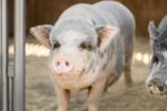 Pigs - Image 2