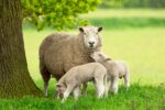 Sheep
