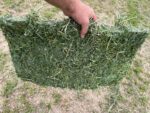 Alfalfa Hay - Image 2