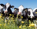 Dairy Cattle
