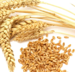 Wheat - Image 2