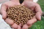 Fish Feed