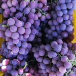 Fresh Grapes