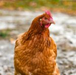 Chicken - Image 2